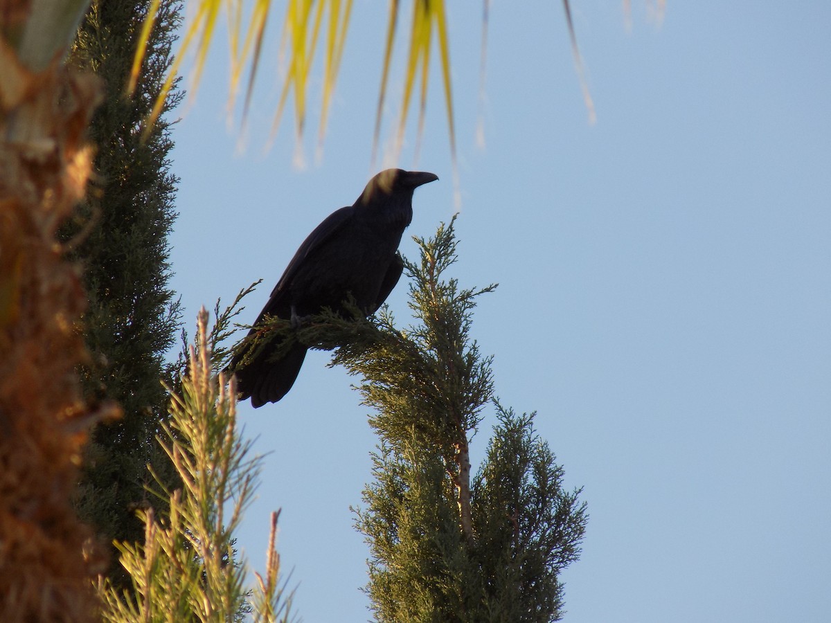 Erroi handia - ML644564347