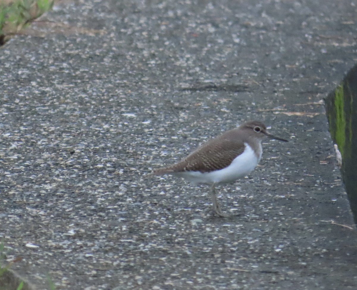 pisík obecný - ML644564352