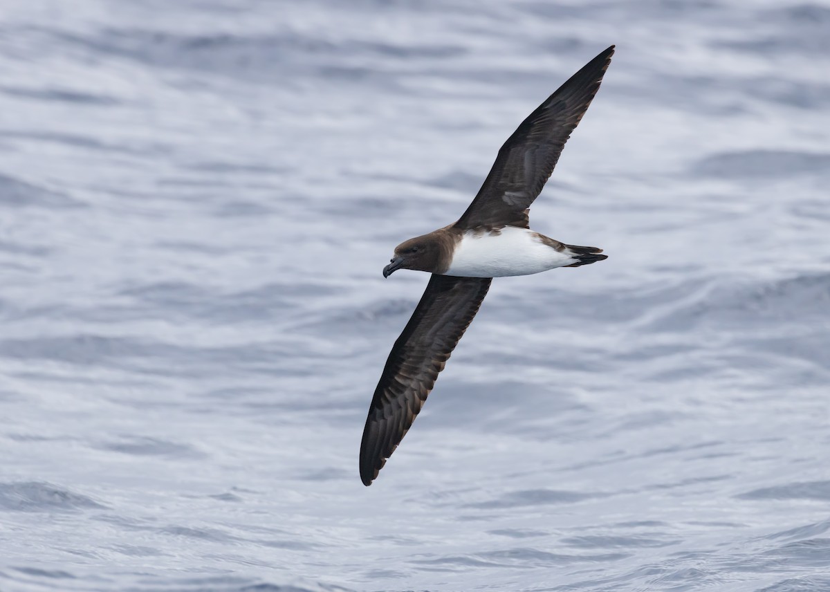 黑背白腹穴鳥 - ML644564358