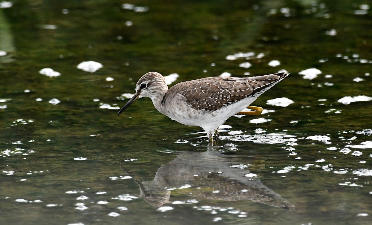 Wood Sandpiper - ML644564369