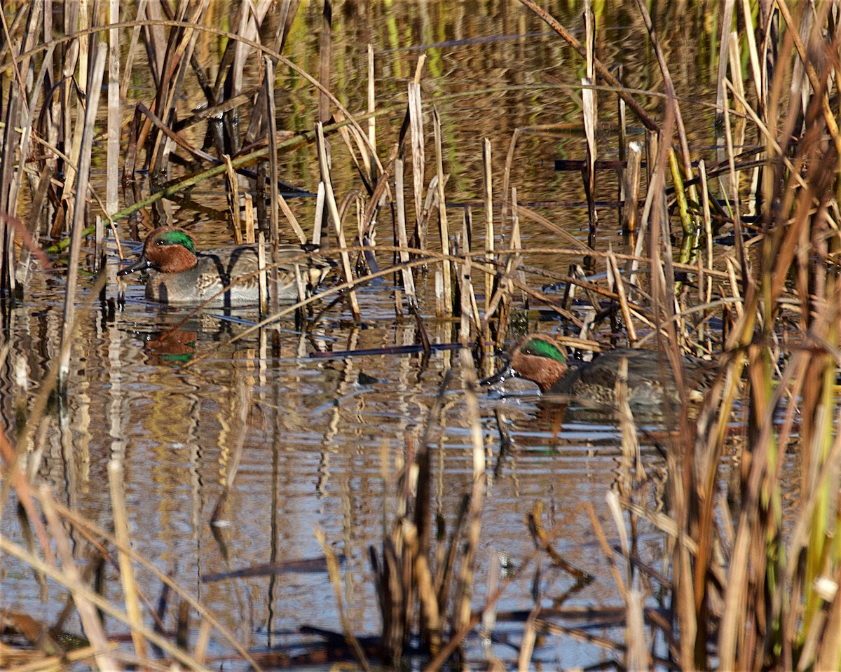 שרשיר - ML644564370