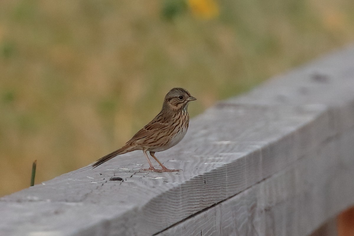 strnadec pruhohlavý - ML644564371