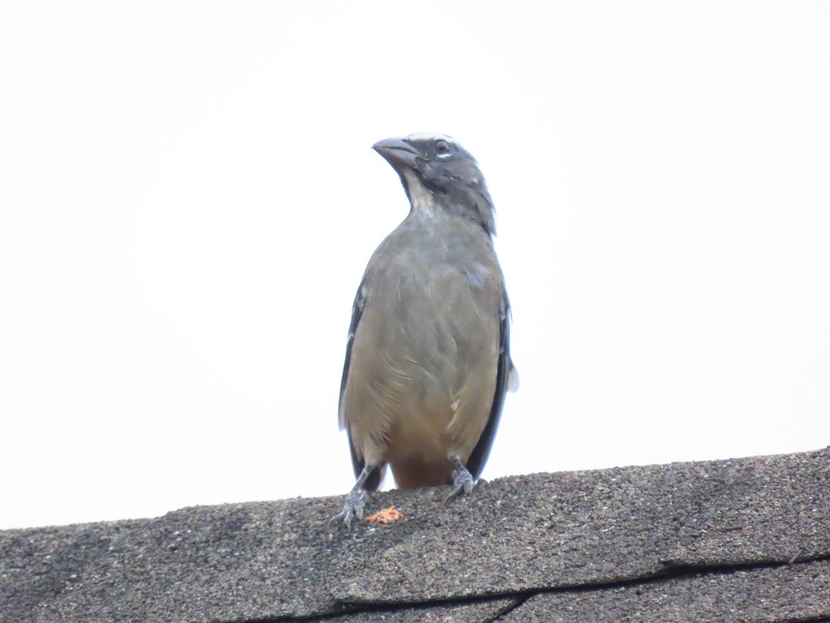 Kuzeyli Kurşuni Saltator - ML644564382