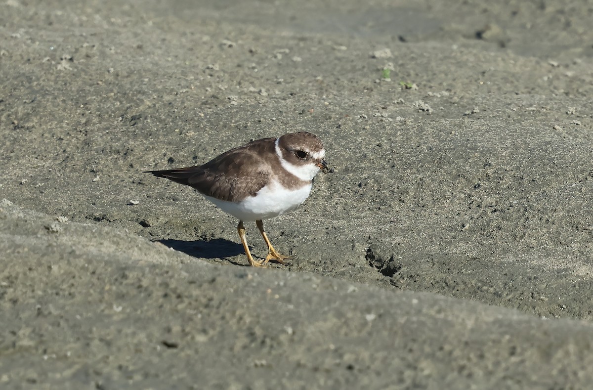 Semipalmated Plover - ML644564387
