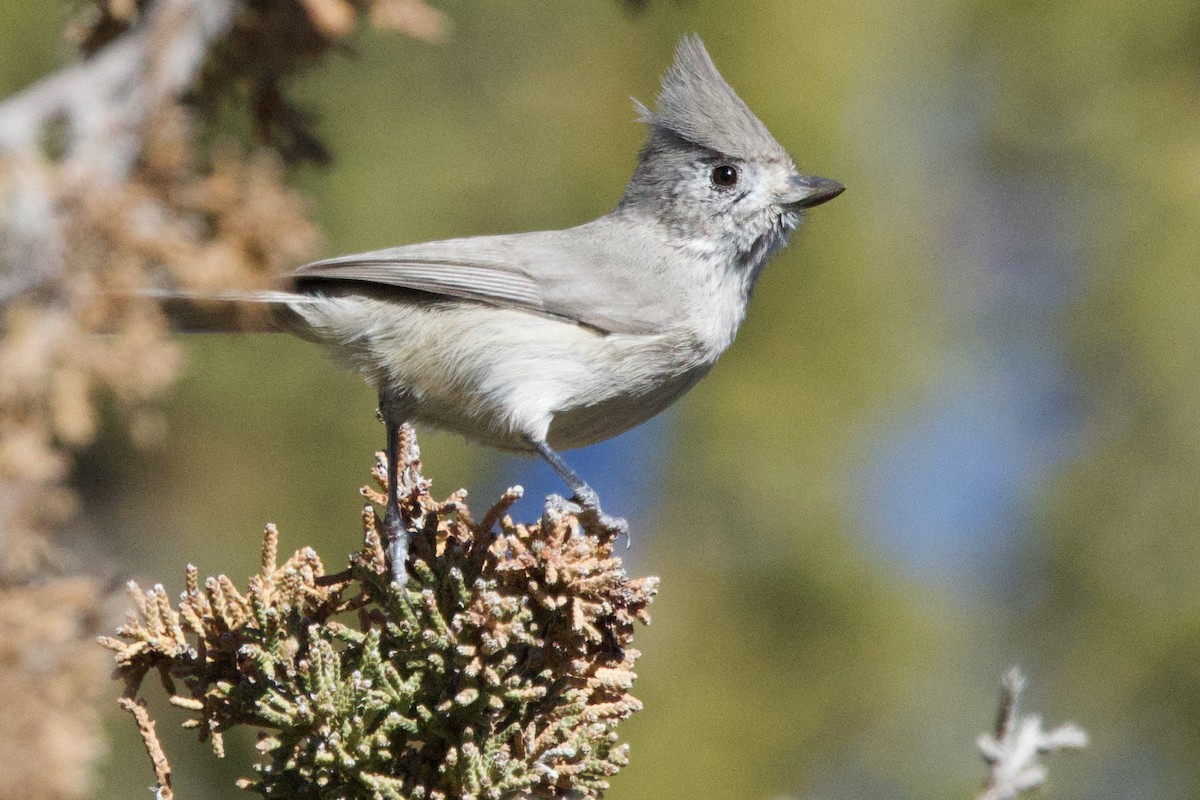 Juniper Titmouse - ML644564388