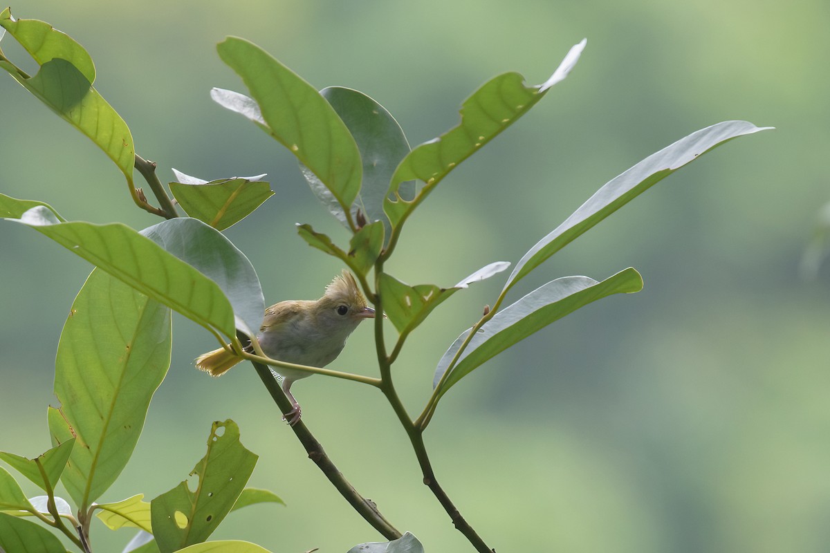 アオチメドリ - ML644564391