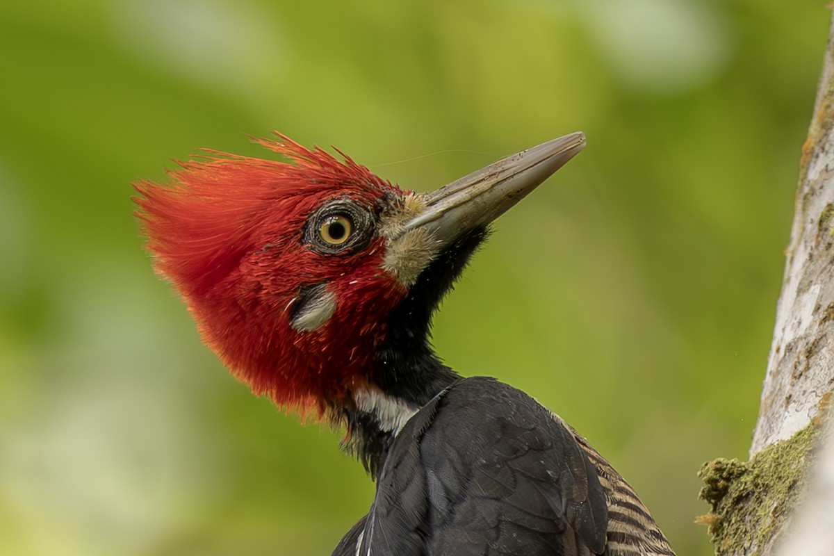 høvdingspett - ML644564392