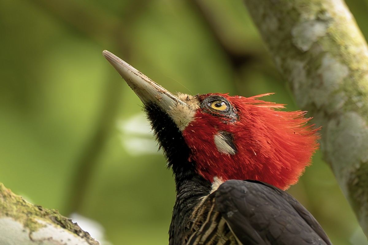 høvdingspett - ML644564393