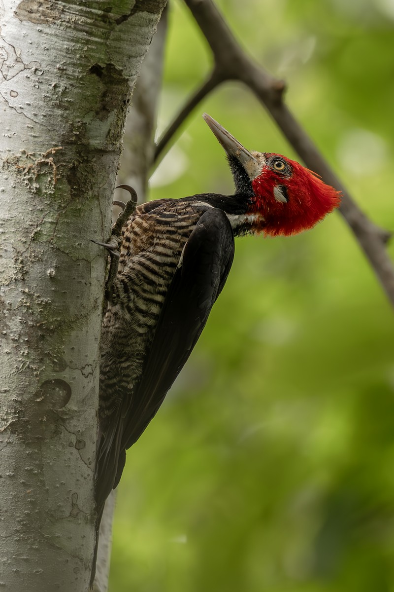 høvdingspett - ML644564395