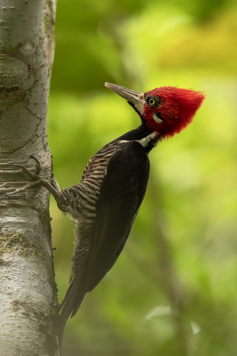 høvdingspett - ML644564396