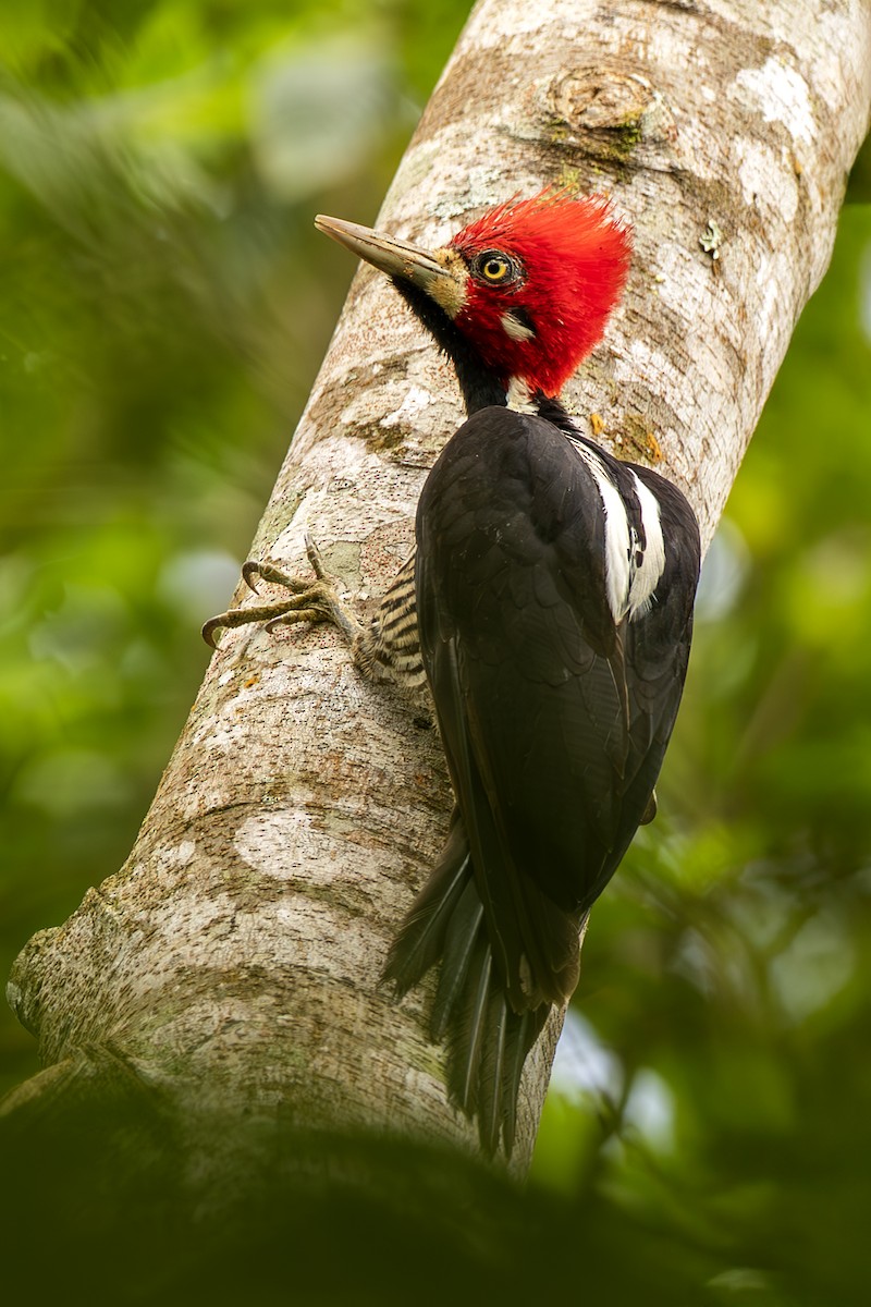 høvdingspett - ML644564397