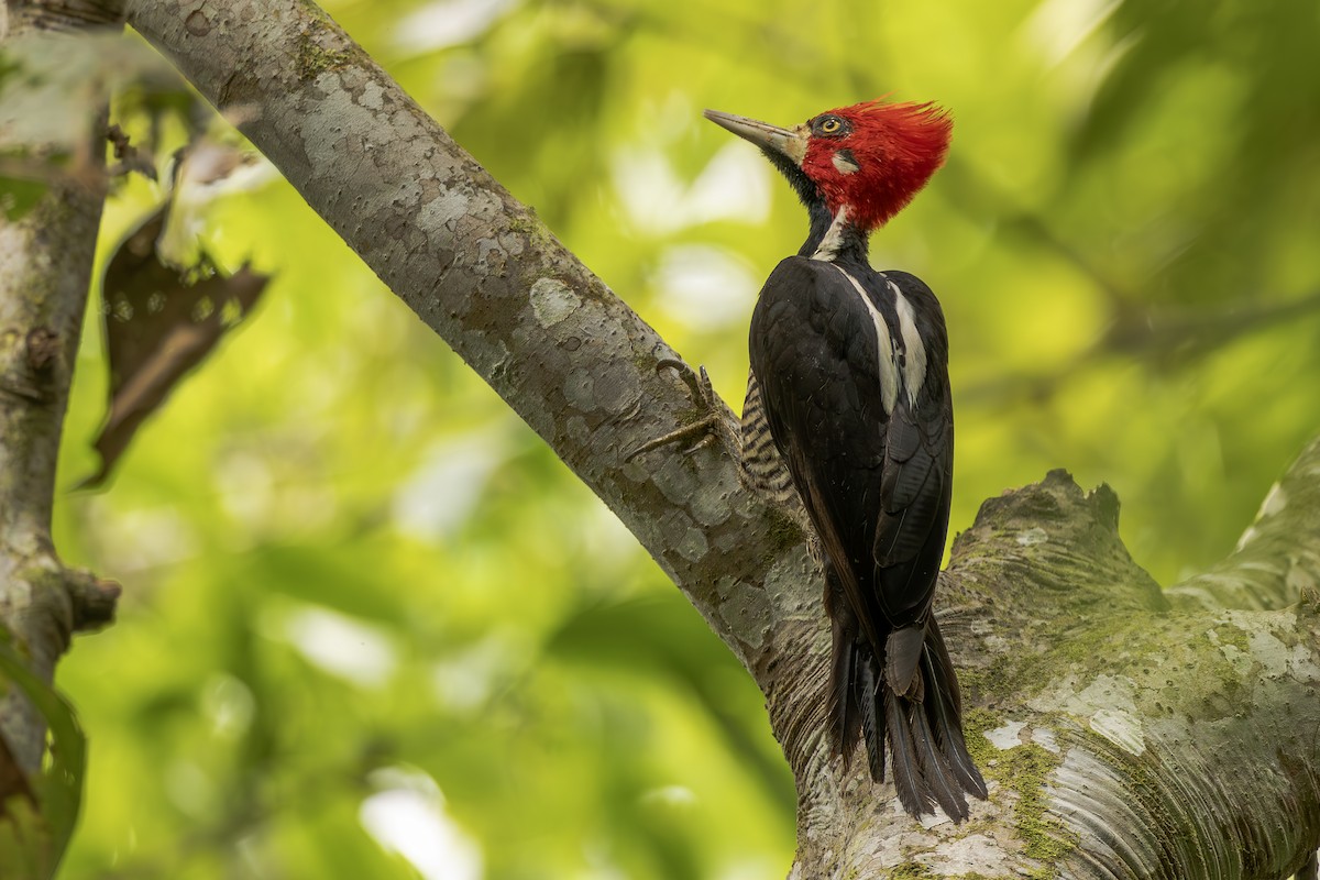 høvdingspett - ML644564398