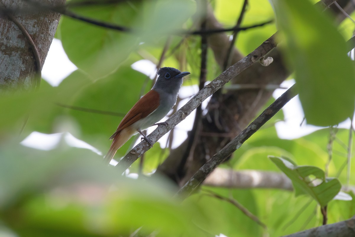 ブライスサンコウチョウ - ML644564400