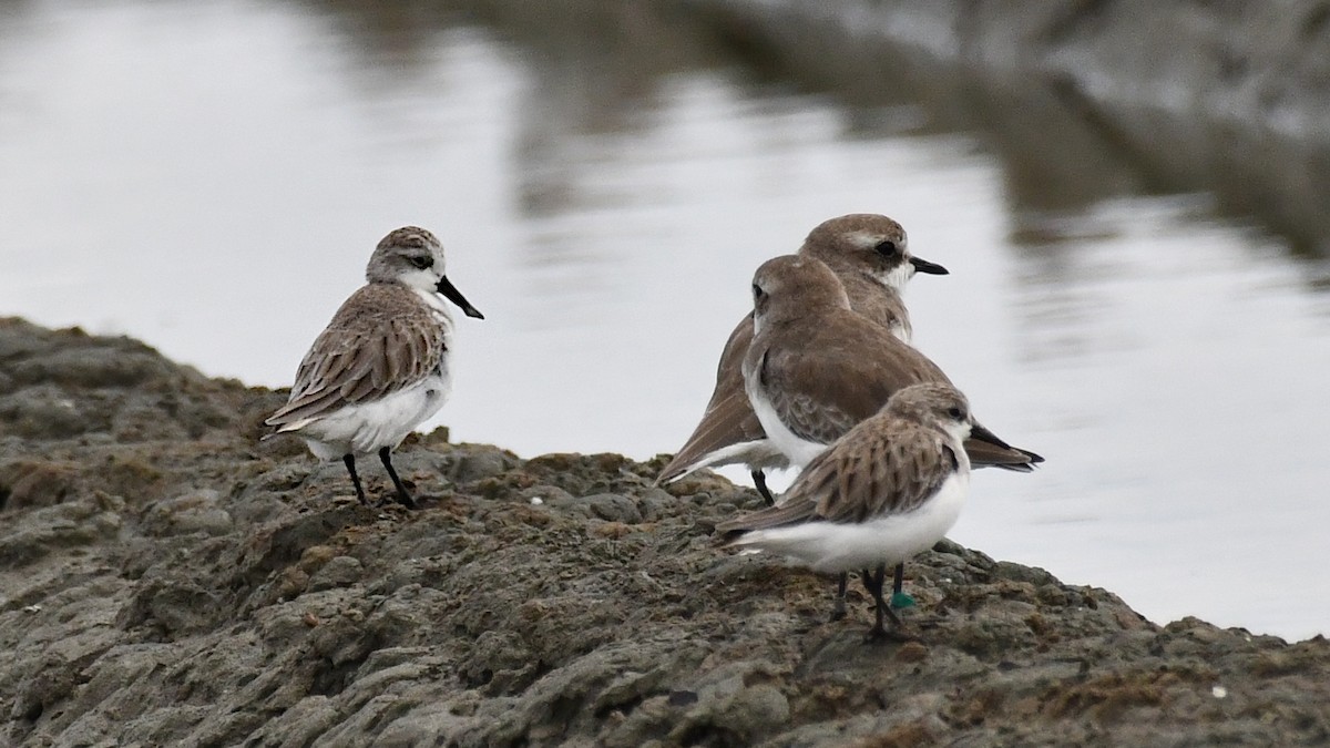 skjesnipe - ML644564402