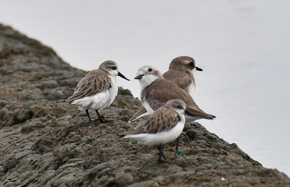 skjesnipe - ML644564403