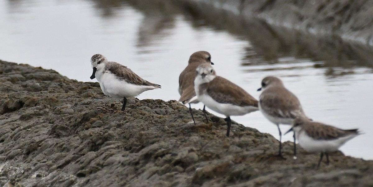 skjesnipe - ML644564404