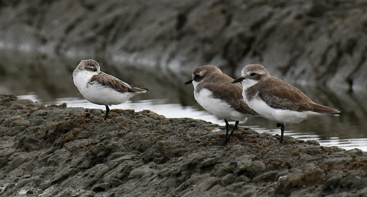 skjesnipe - ML644564405