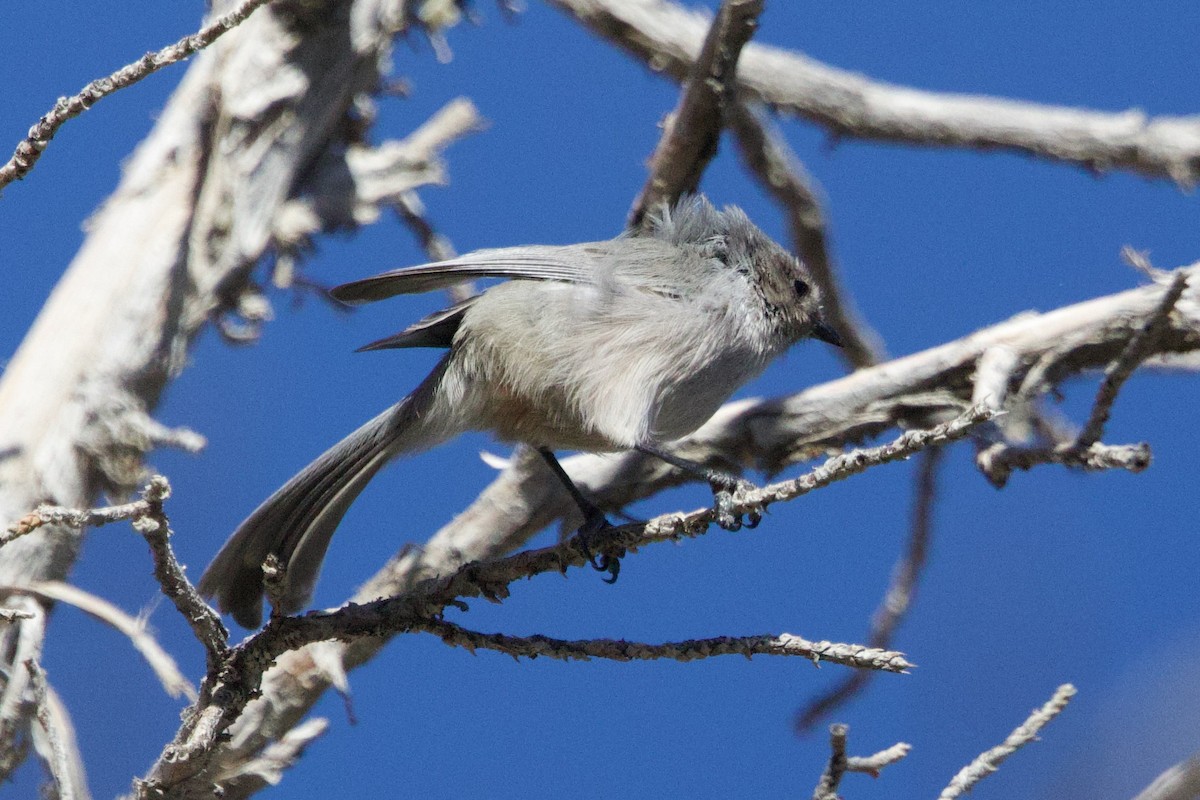 Bushtit (Interior) - ML644564408