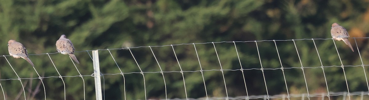 Mourning Dove - ML644564411