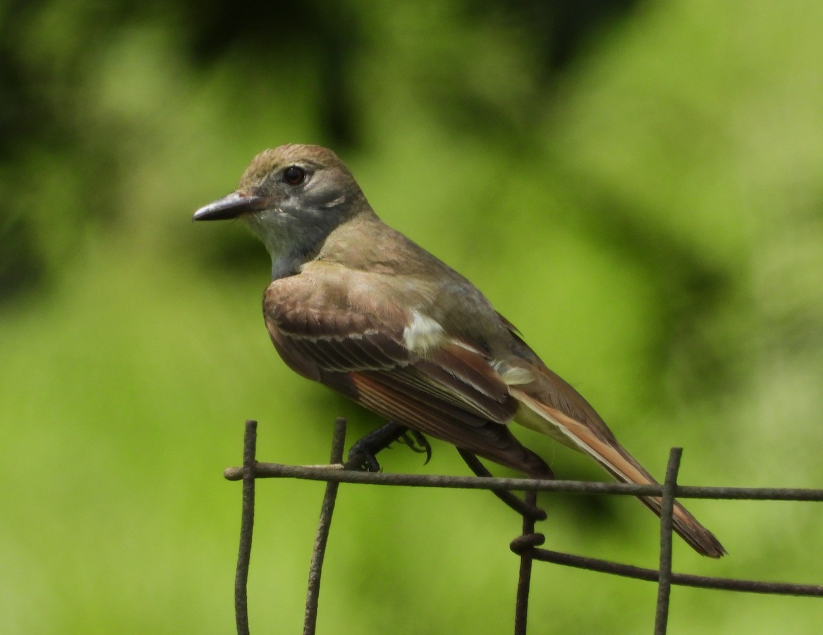 オオヒタキモドキ - ML644564413