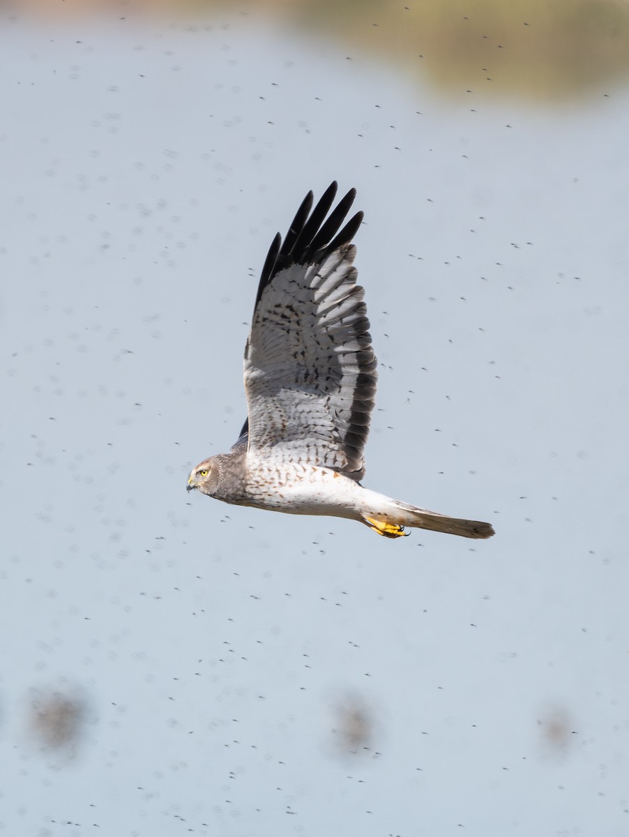 Hudsonweihe - ML644564414