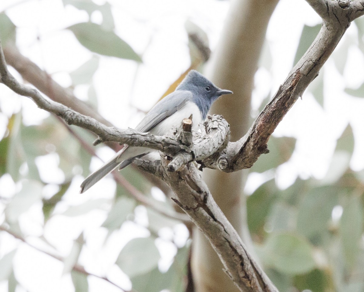 Leaden Flycatcher - ML644564415