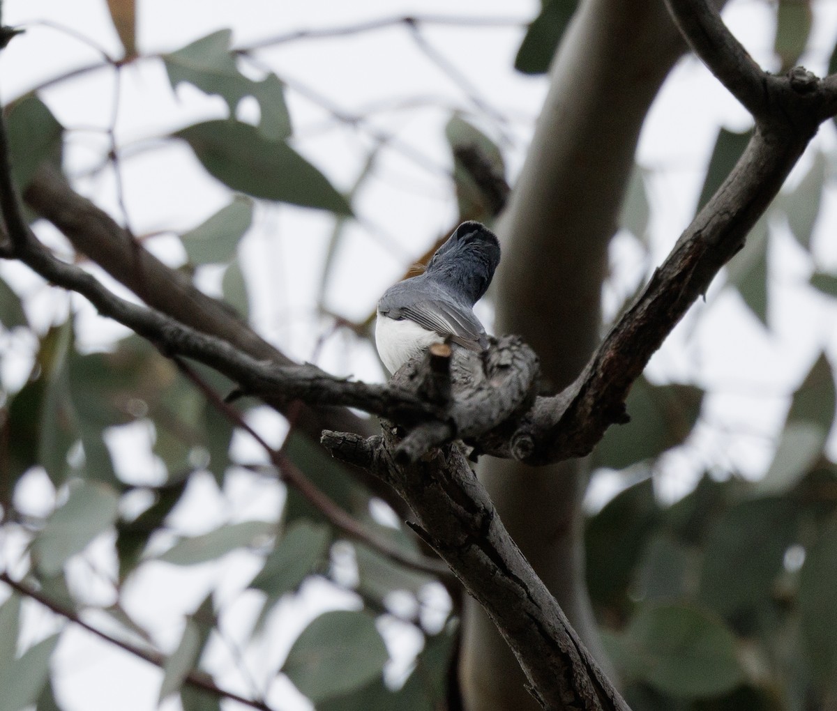Leaden Flycatcher - ML644564416