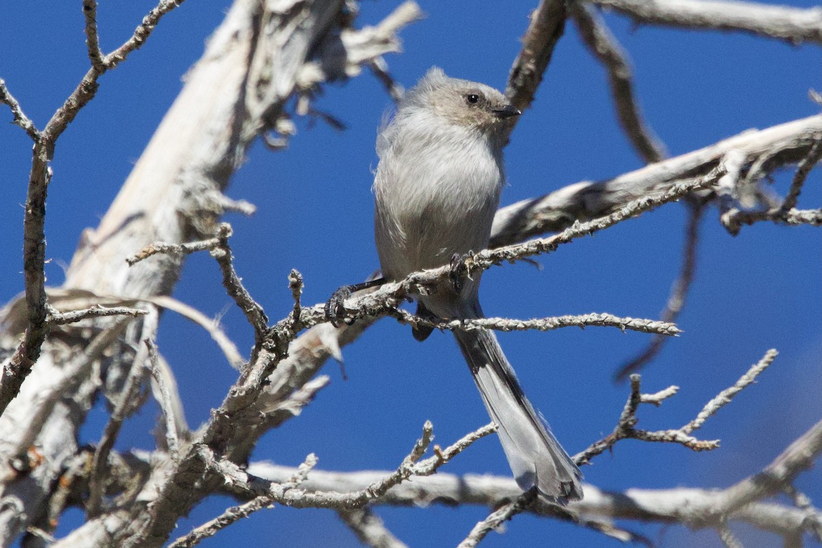 Bushtit (Interior) - ML644564418