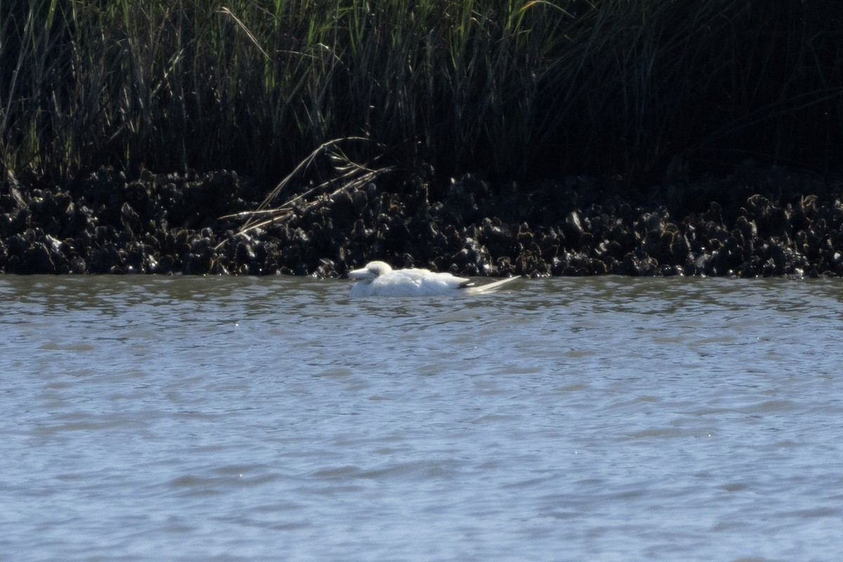 havsule - ML644564420