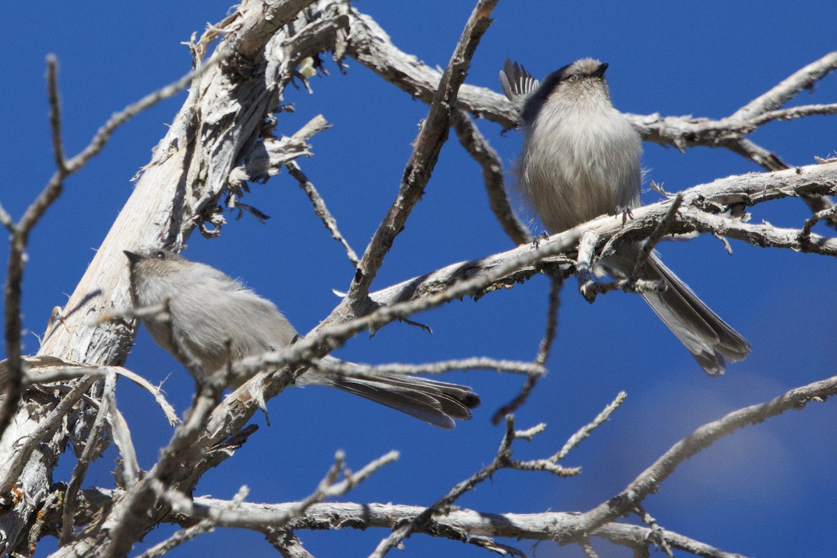 Bushtit (Interior) - ML644564425