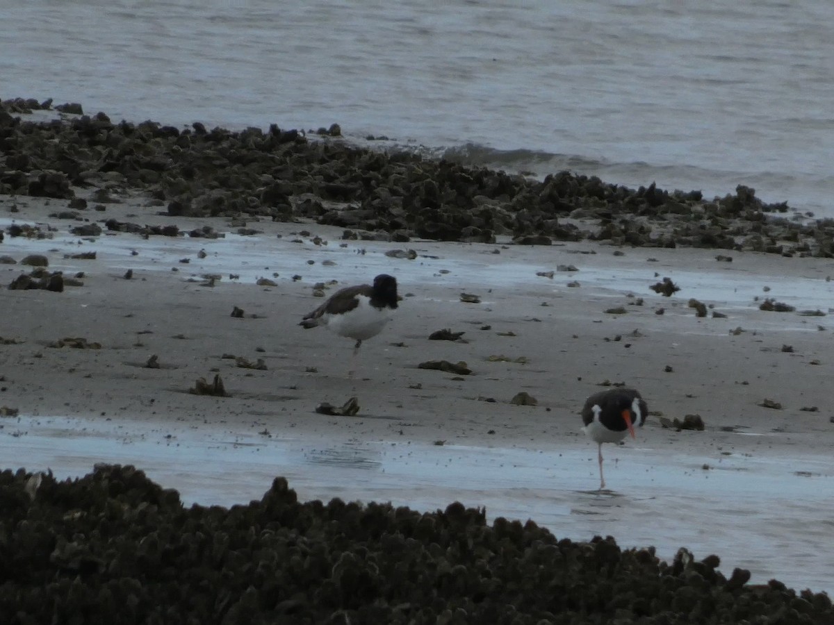American Oystercatcher - ML644564441