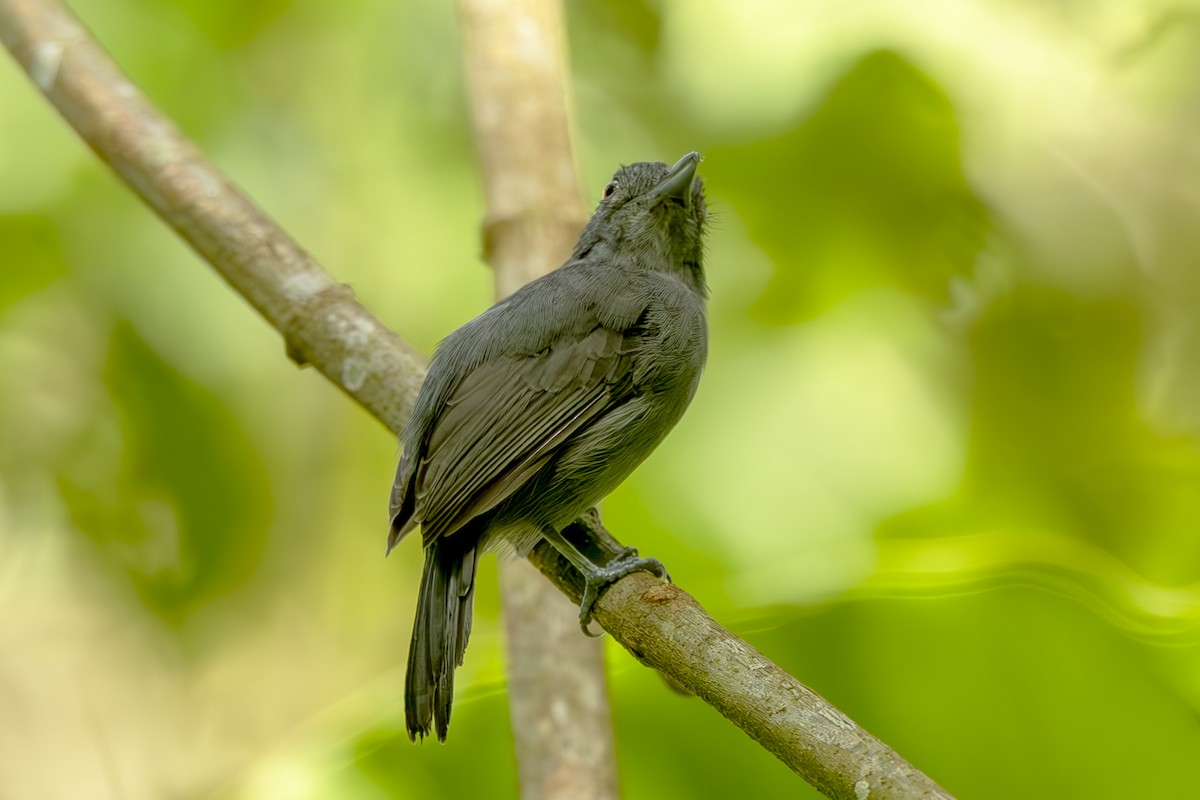 Plain-winged Antshrike - ML644564458