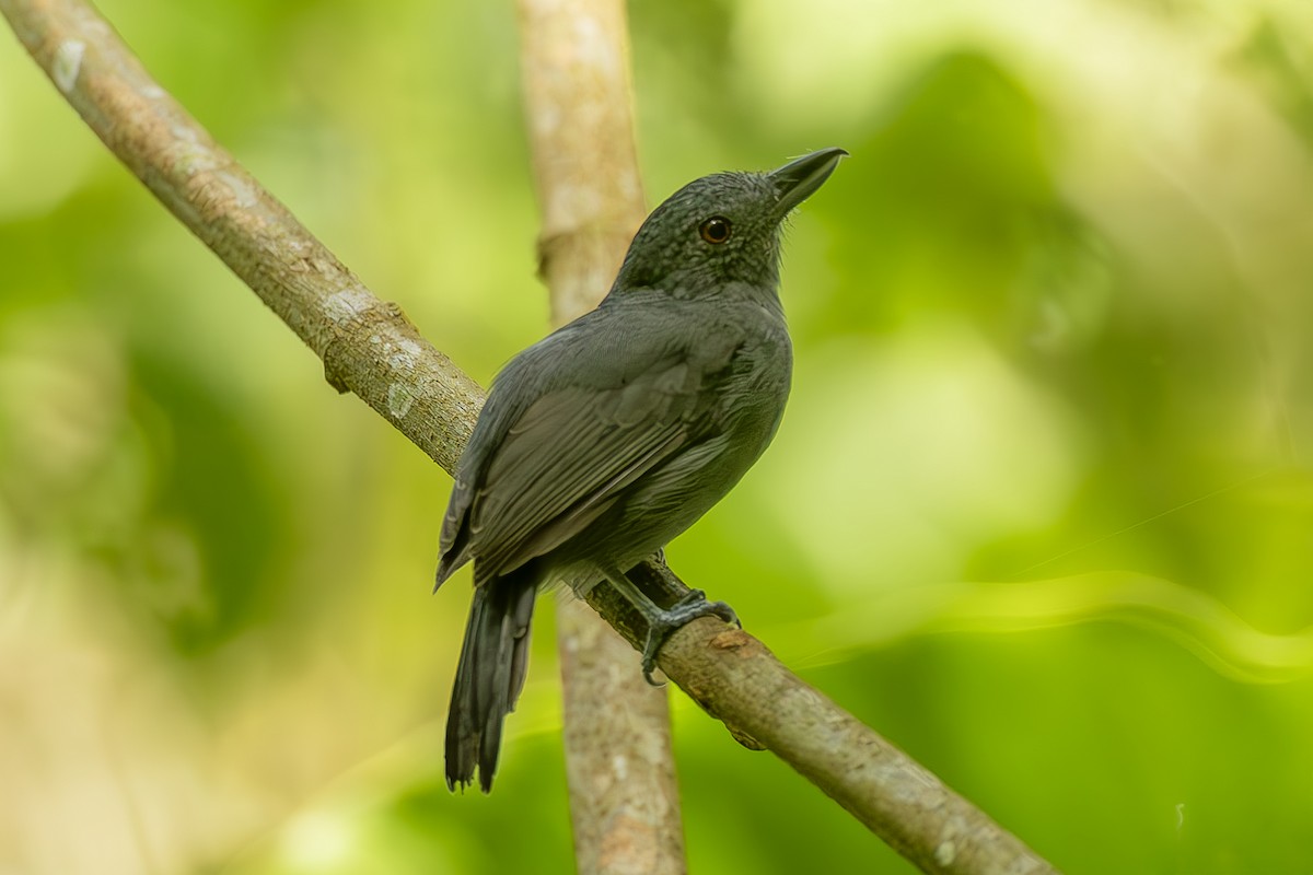 Plain-winged Antshrike - ML644564459