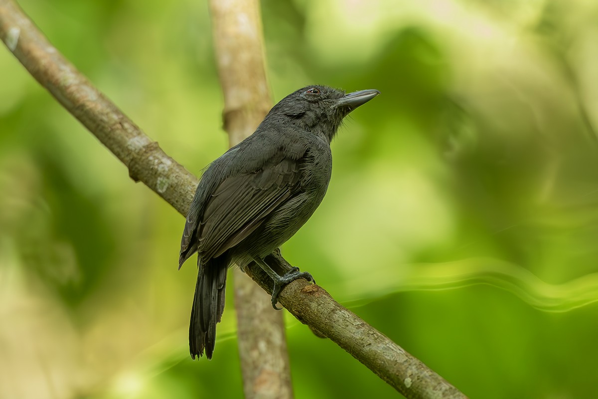 Plain-winged Antshrike - ML644564460