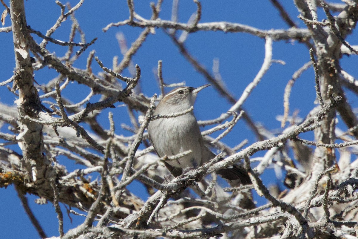 Длиннохвостый крапивник - ML644564461