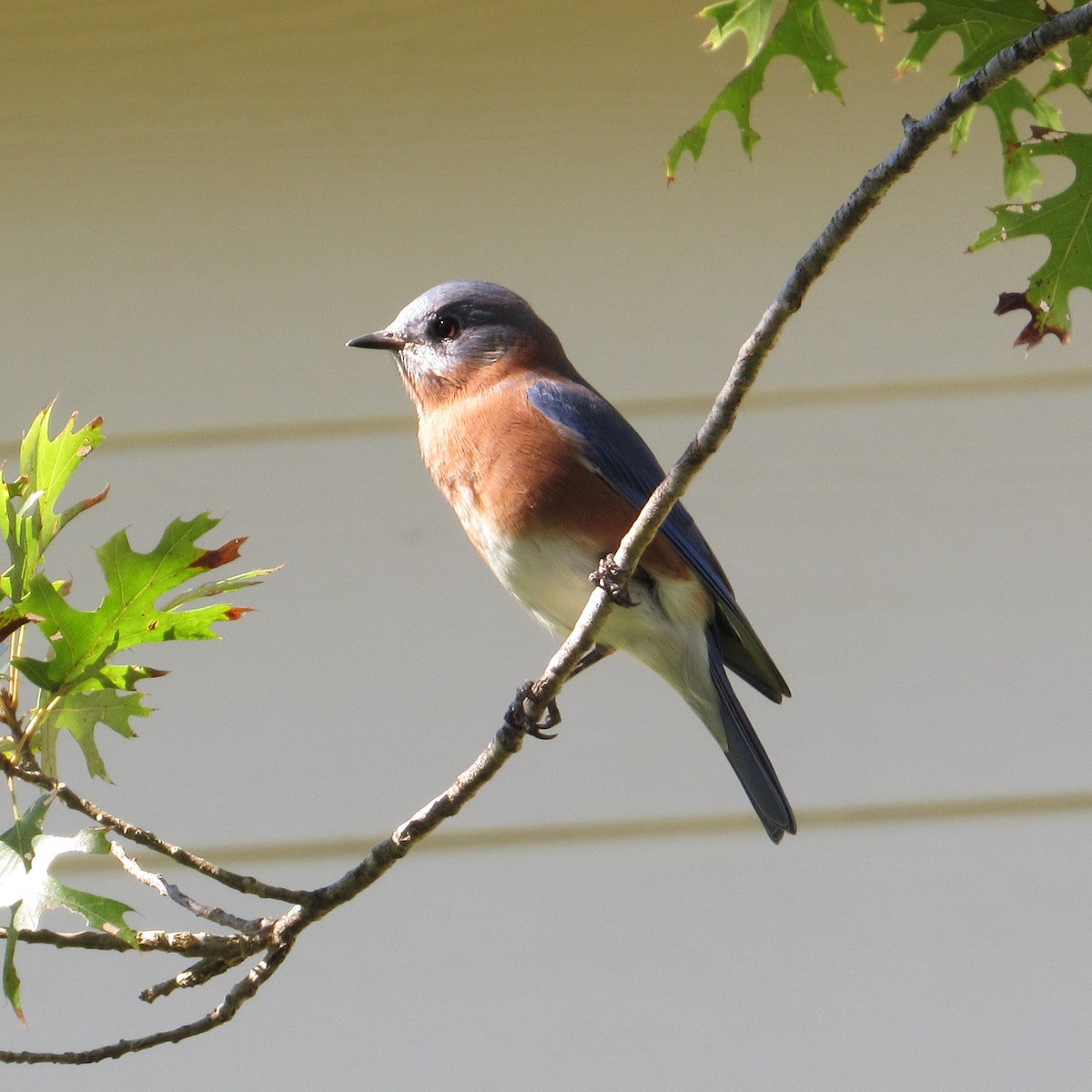 Eastern Bluebird - ML644564463