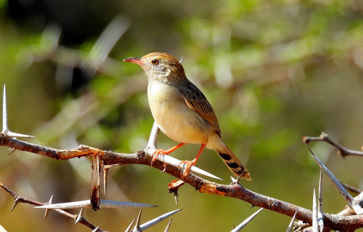 Rattling Cisticola - ML644564464