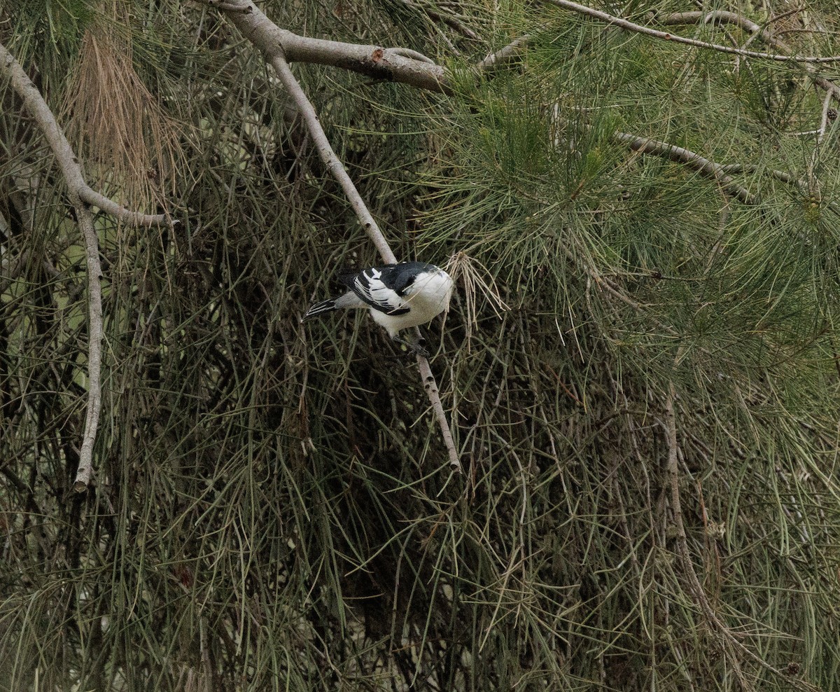 White-winged Triller - ML644564465