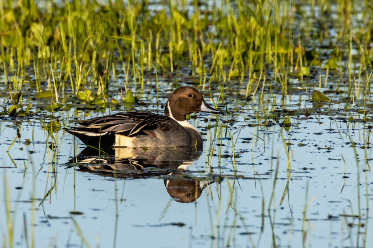 Spießente - ML644564467