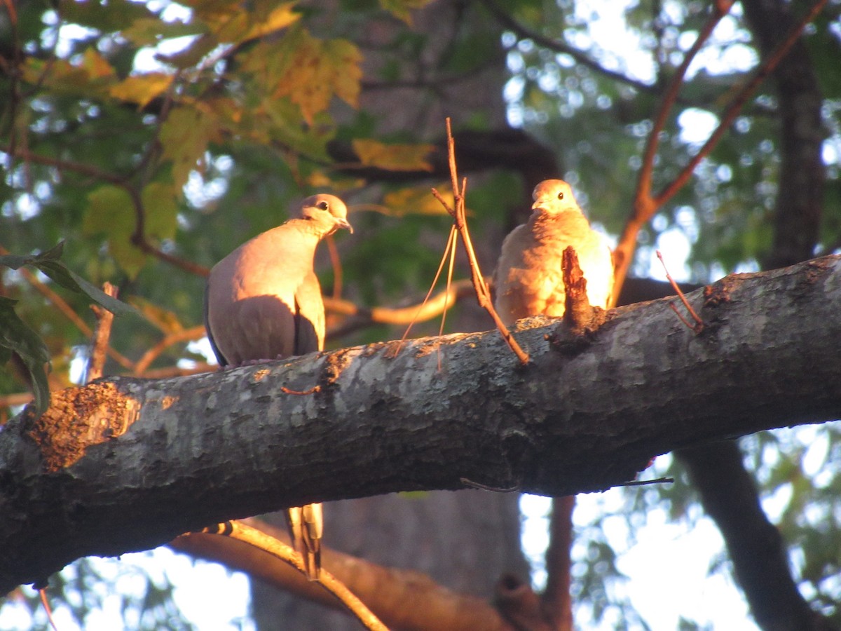 Mourning Dove - ML644564469