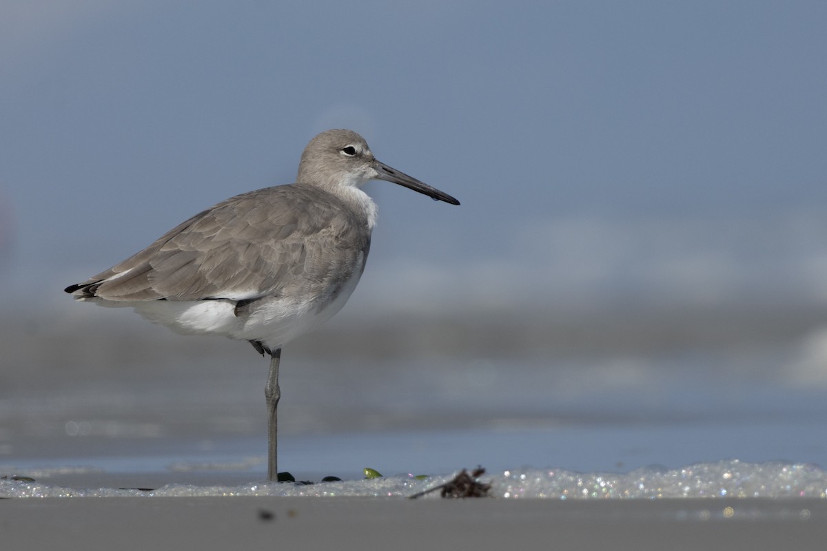 willetsnipe - ML644564470