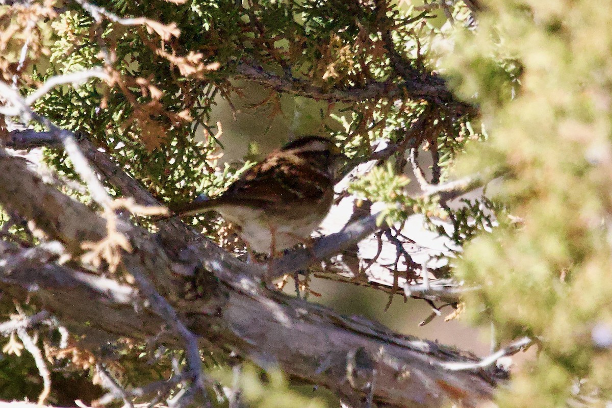 White-throated Sparrow - ML644564476