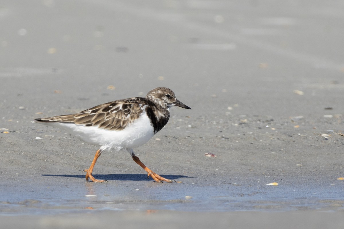 steinvender - ML644564478