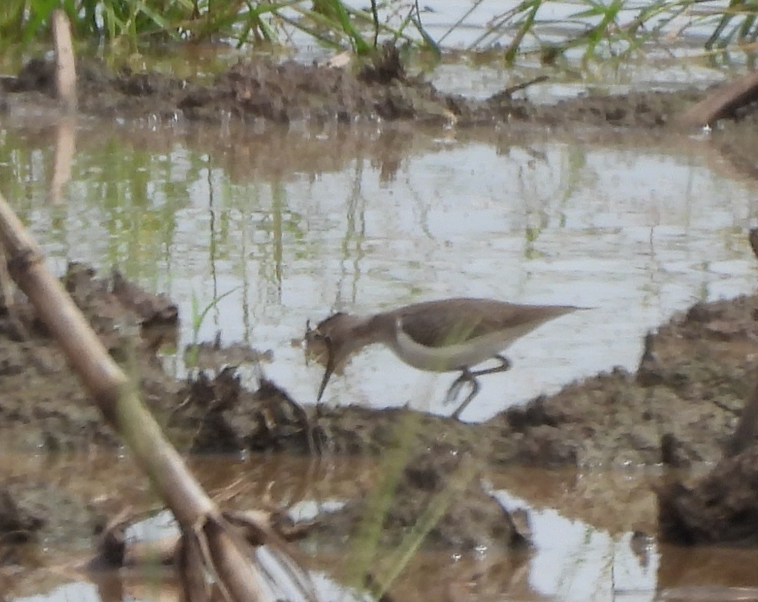 pisík obecný - ML644564482