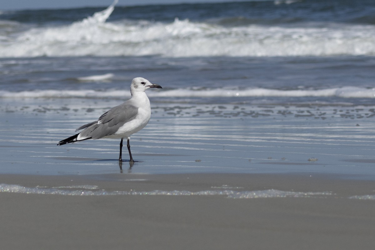 lattermåke - ML644564484