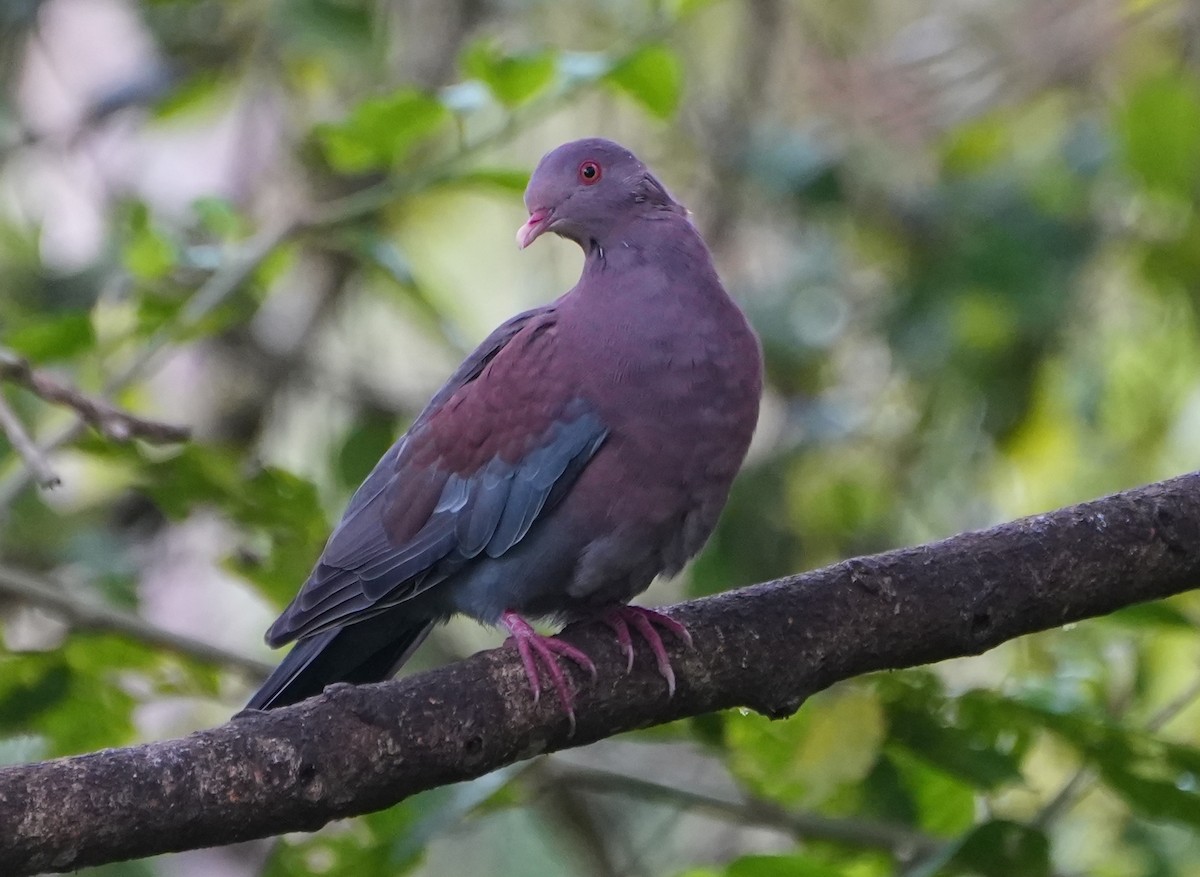 Sarı Gagalı Kızılca Güvercin - ML644564487