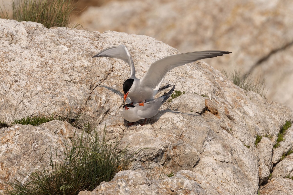 アジサシ - ML644564488