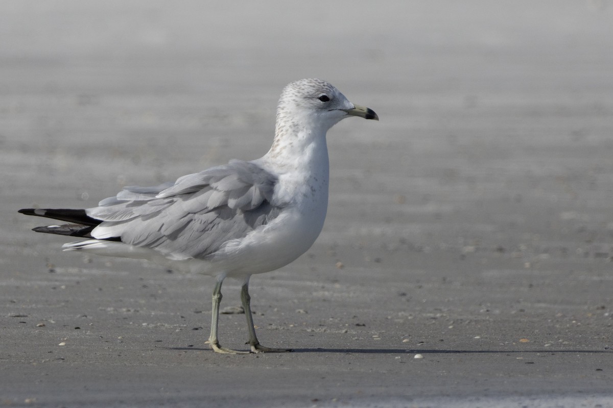 ringnebbmåke - ML644564497