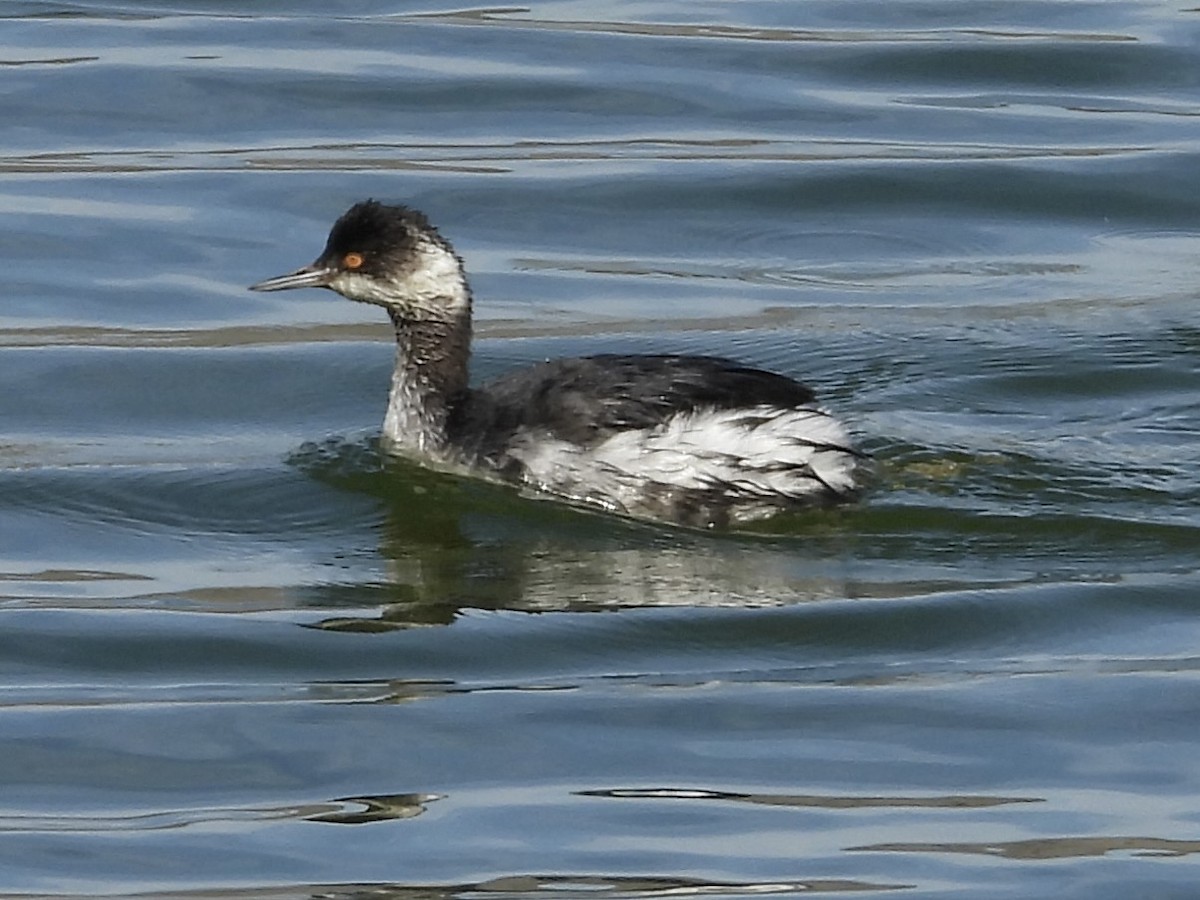 Eared Grebe - ML644564501