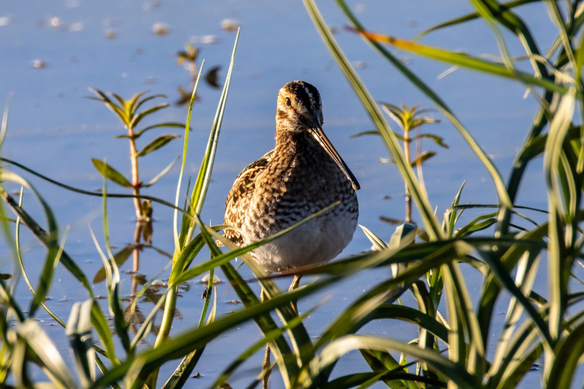 Wilsonbekassine - ML644564506